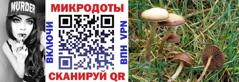 дарк нет телеграм  Калач-на-Дону  Галлюциногенные грибы Psilocybine cubensis 